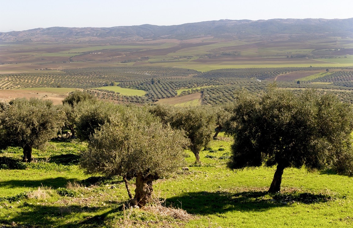 اتحاد الفلاحة يدعو الى خلق  أسواق جديدة للزيت التونسي